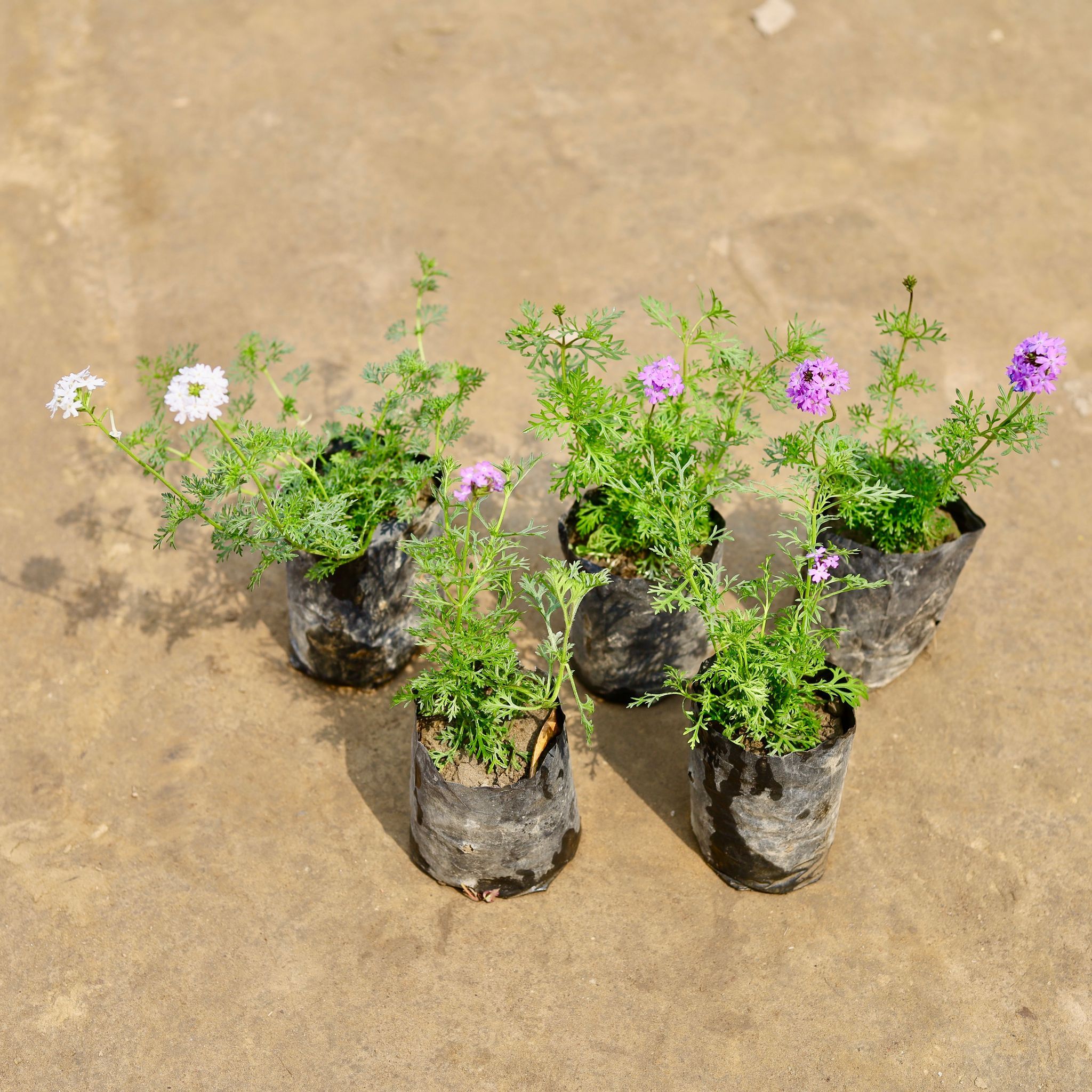 Set of 5 - Verbena (Any Colour) in 4 Inch Nursery bag