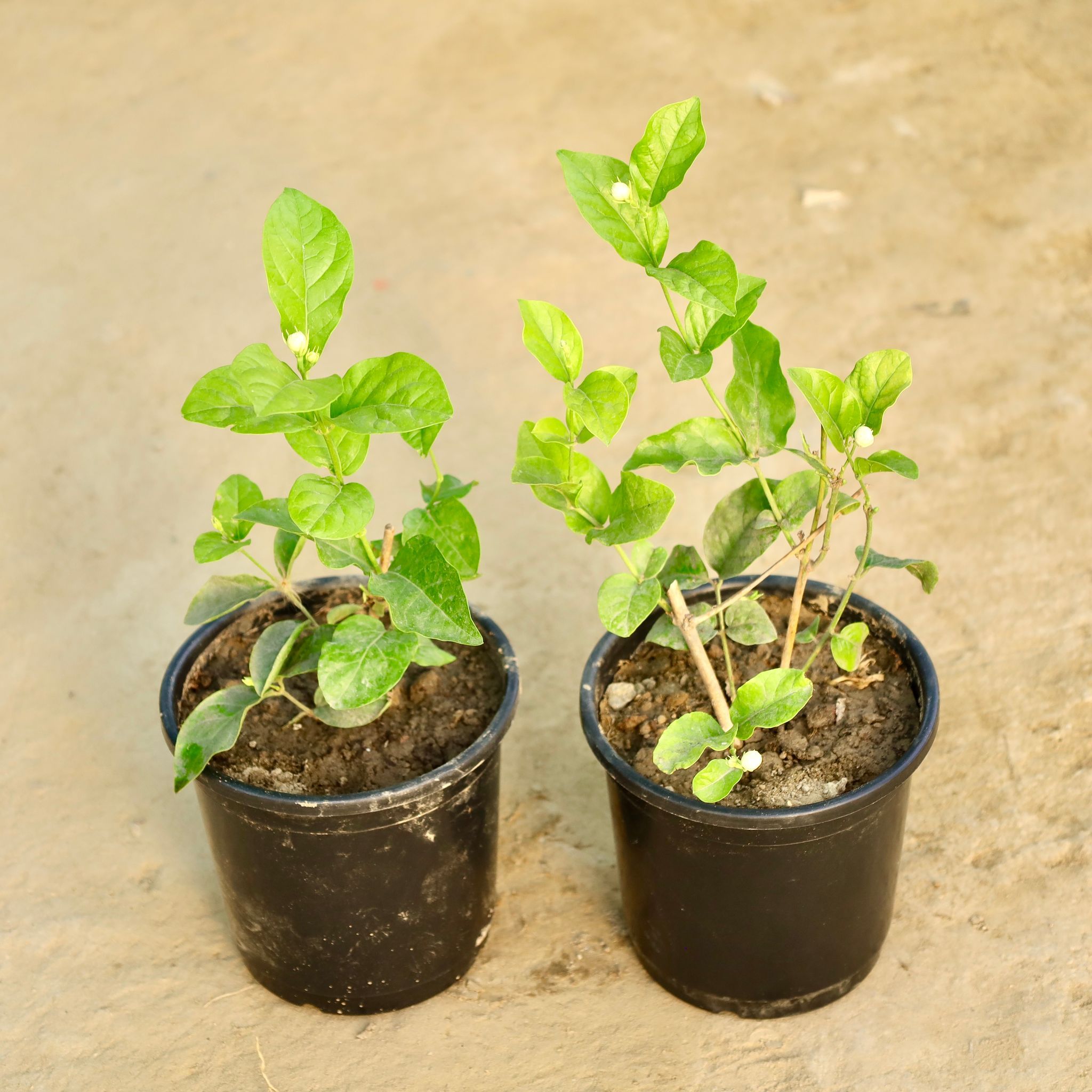 Set of 2 - Motia / Jasmine in 6 Inch Nursery Pot