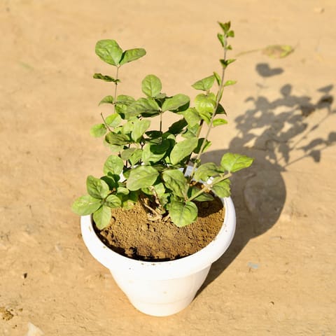 Motia Jasmine in 8 Inch Classy White Plastic Pot