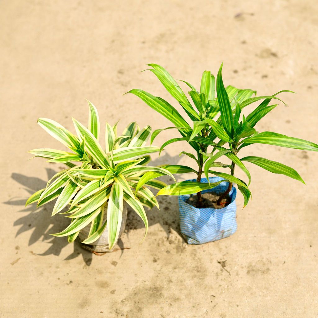 Set of 2 - Dracaena Messenger & Song of India) in 4 Inch Nursery Bag