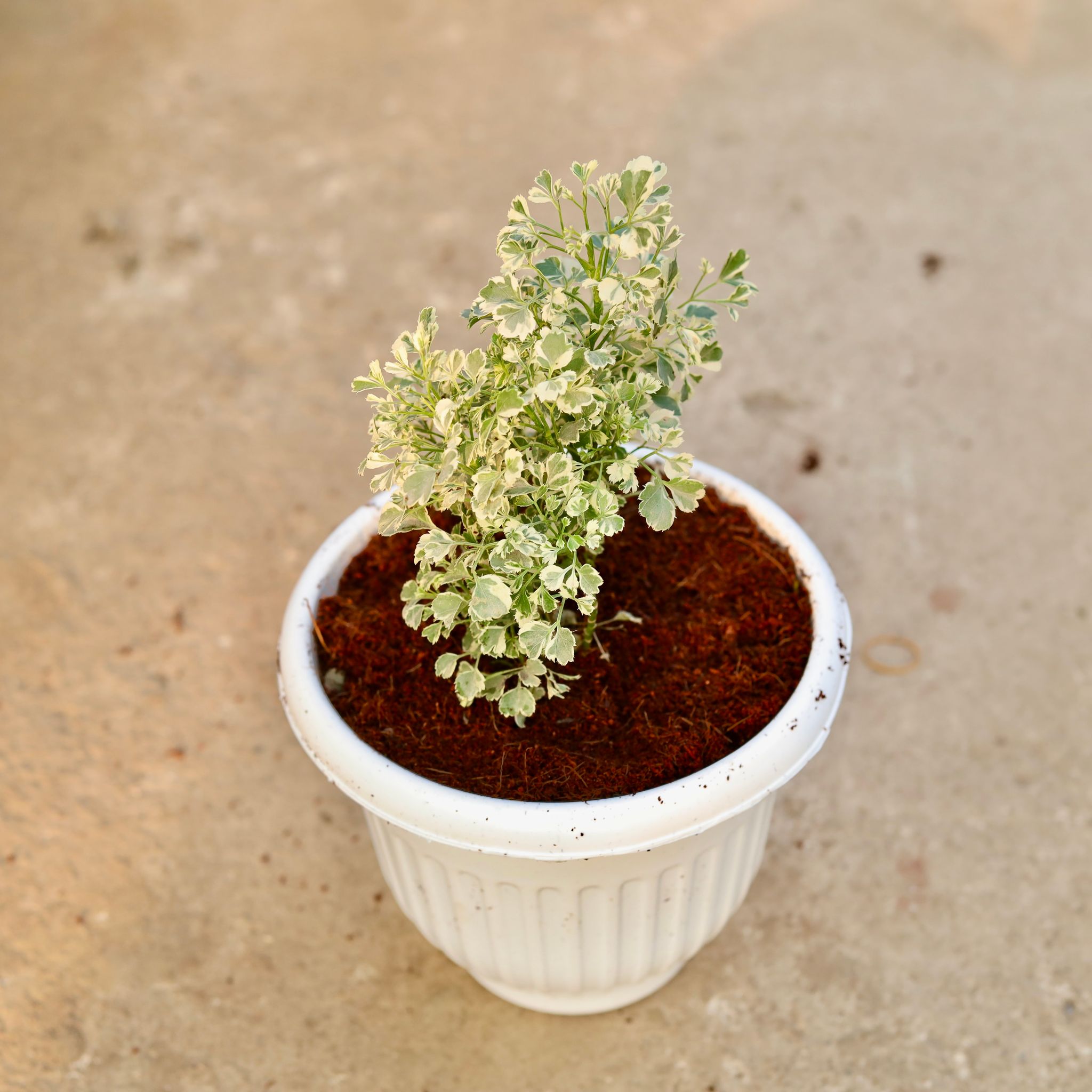 Aralia Variegated in 8 Inch White Olive Plastic Pot