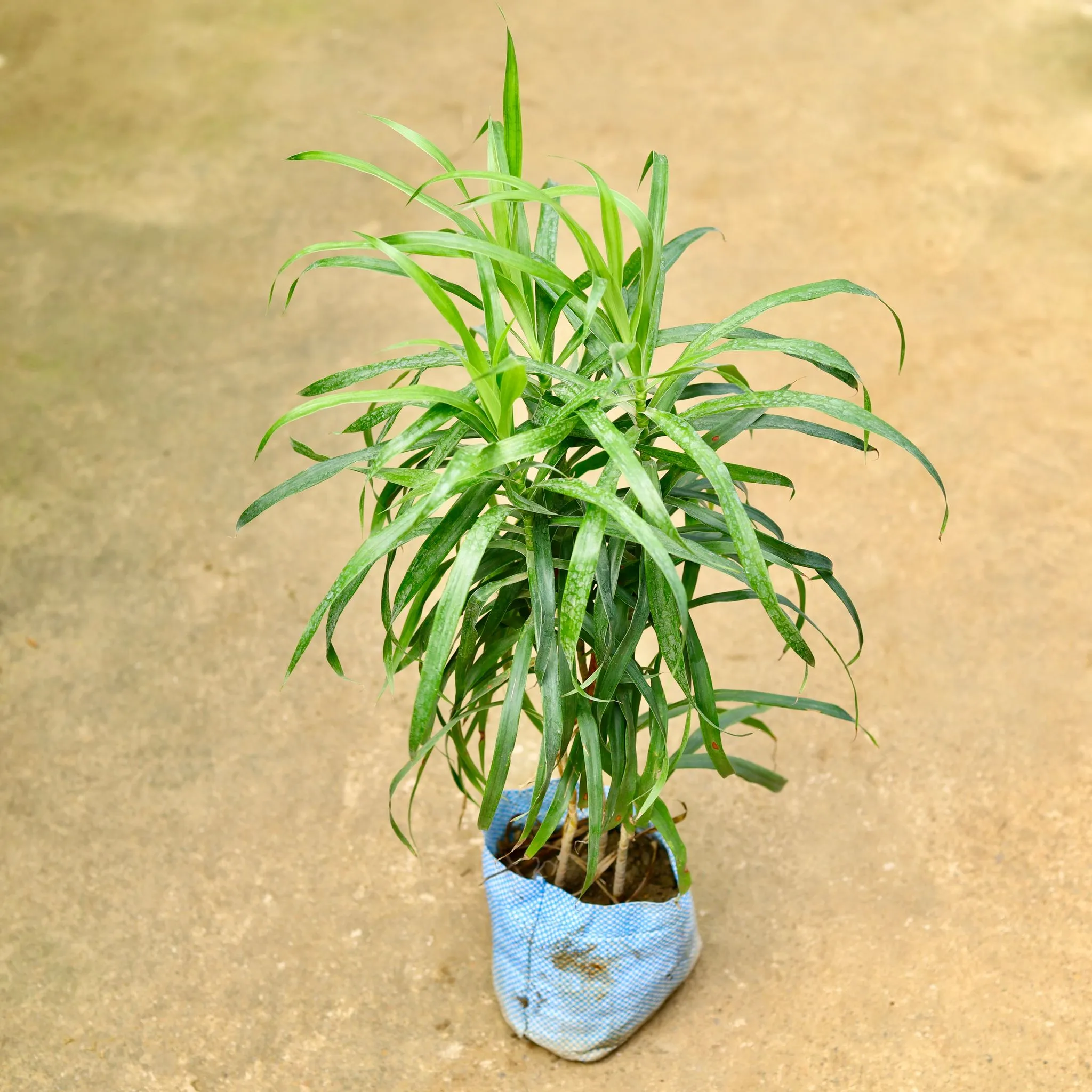 Dracaena Green in 7 Inch Nursery Bag