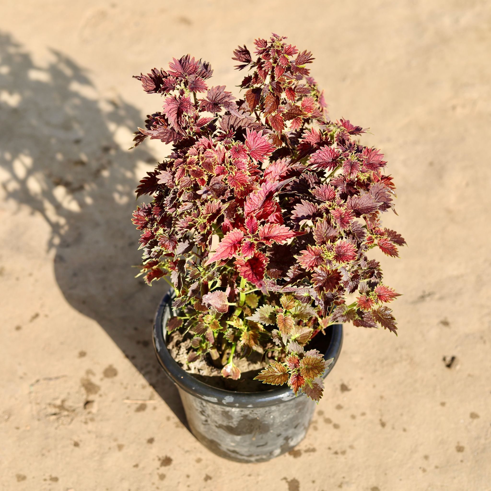 Coleus Brown Bushy in 8 Inch Nursery Pot