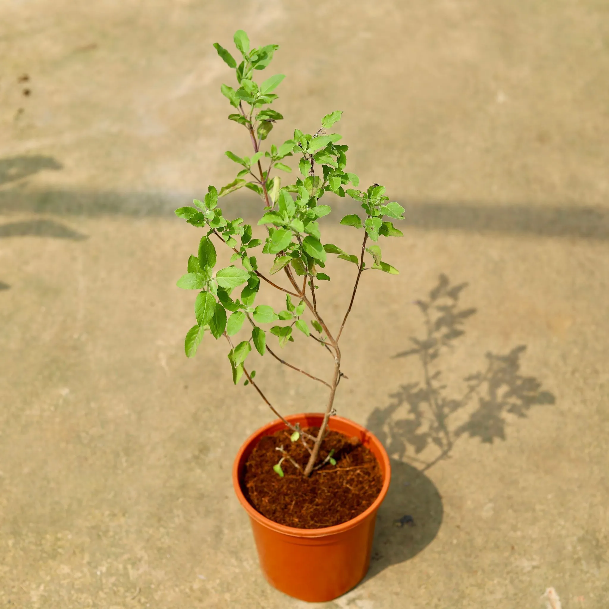 Rama Tulsi in 6 Inch Red Nursery Pot