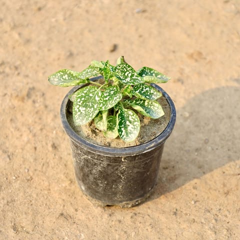 Hypoestes / Polka Dot (Any Colour) in 4 Inch Nursery Pot