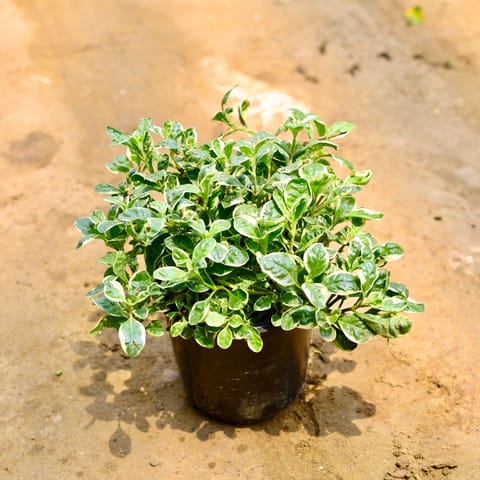 Alternanthera Variegated bushy in 6 Inch Live Fresh Plant Nursery Pot in Sector 153