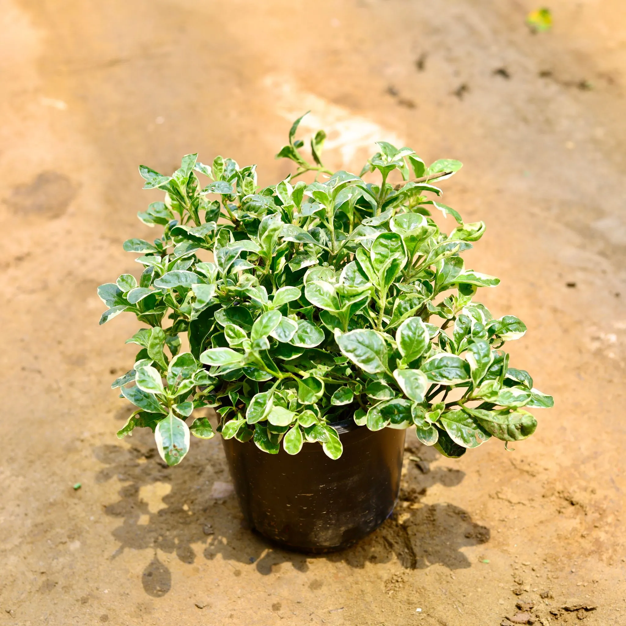 Alternanthera Variegated bushy in 6 Inch Nursery Pot