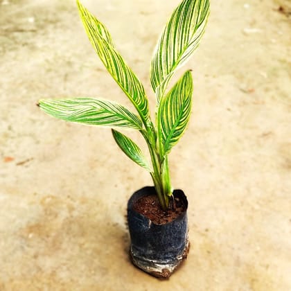 Canna Variegated (~ 2-3 ft) in 6 Inch Nursery Bag