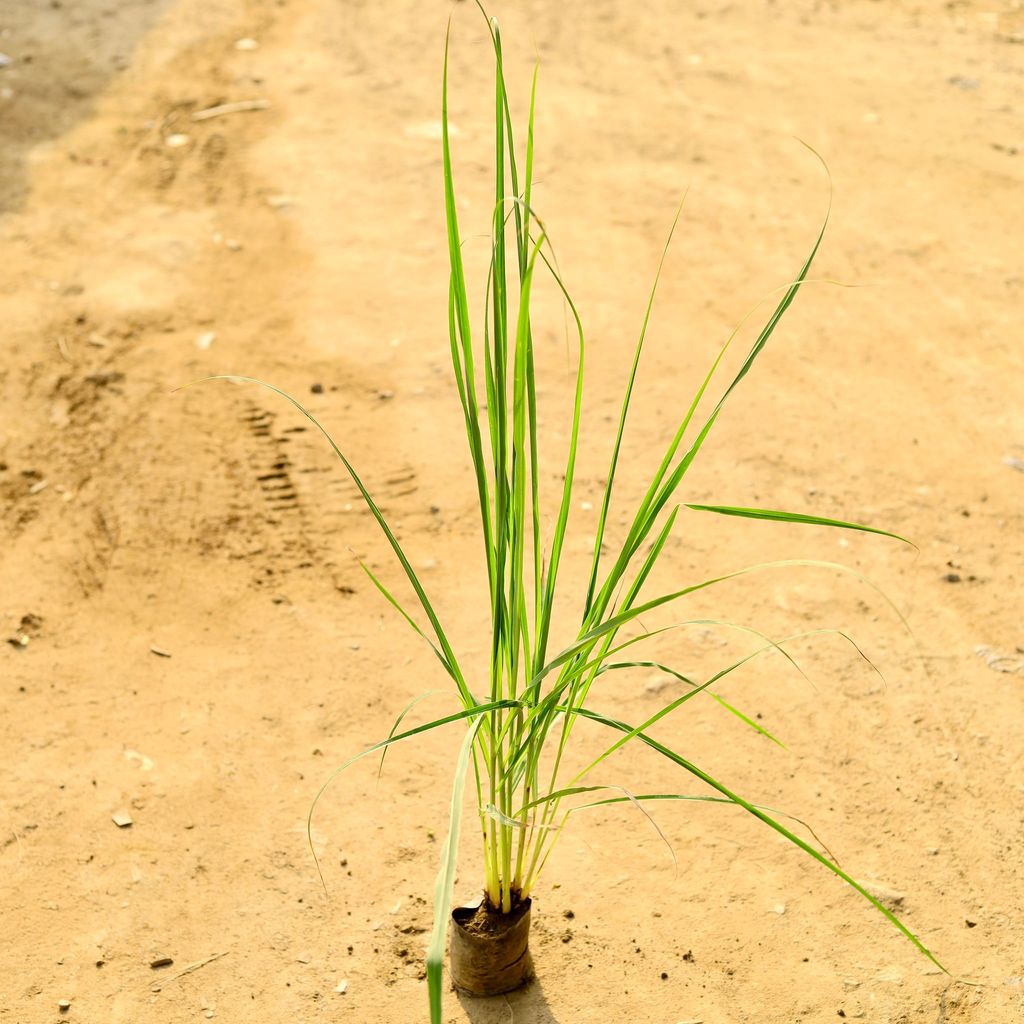 Buy Lemon Grass in 4 Inch Nursery Bag Online | Urvann.com Lemon Grass in 4 Inch Nursery Bag