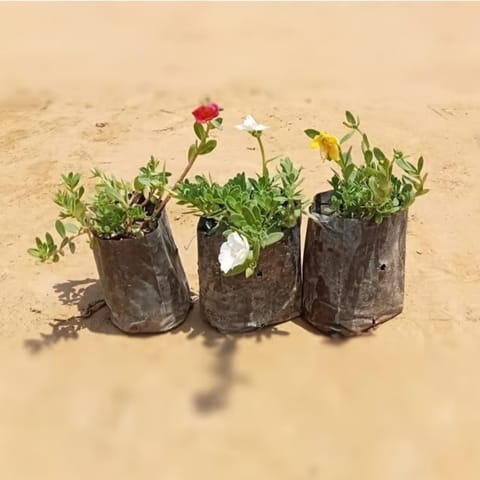 Set of 3 - Kulfa / Common Purslane in 4 Inch Nursery Bag