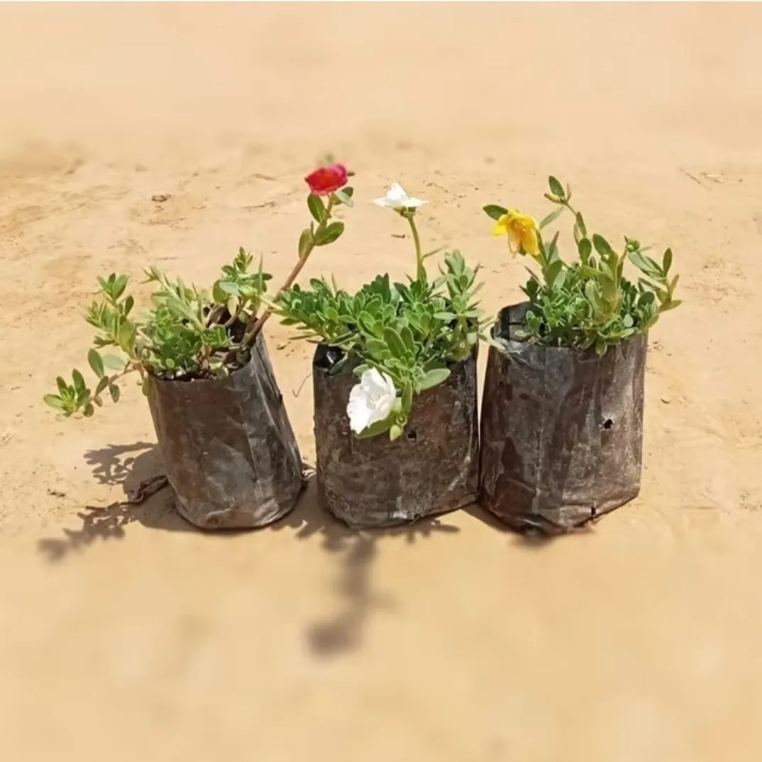 Set of 3 - Kulfa / Common Purslane in 4 Inch Nursery Bag