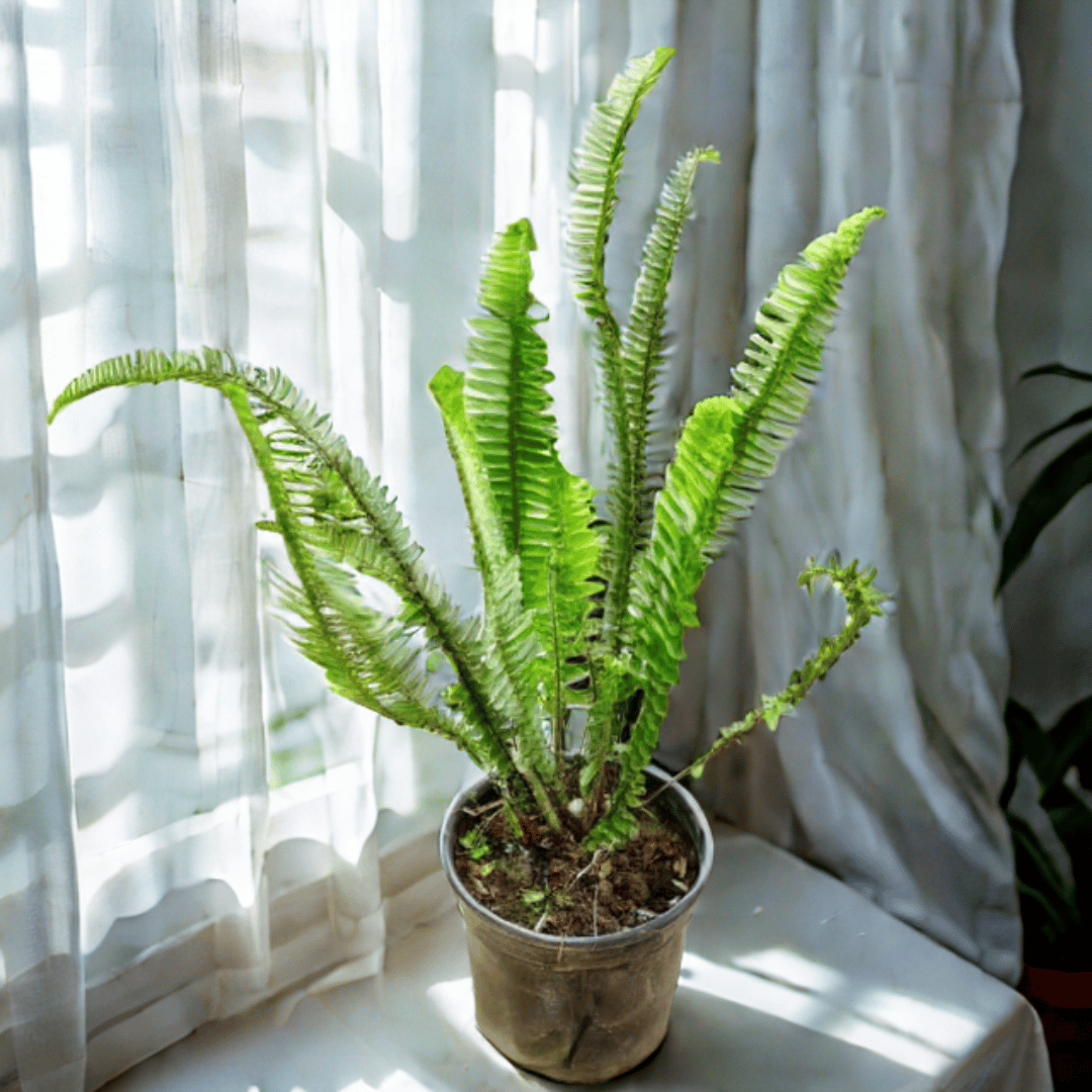 Fern Green in 6 Inch Nursery Pot