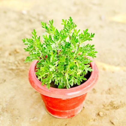 Lavender in 6 Inch Classy Red Plastic Pot
