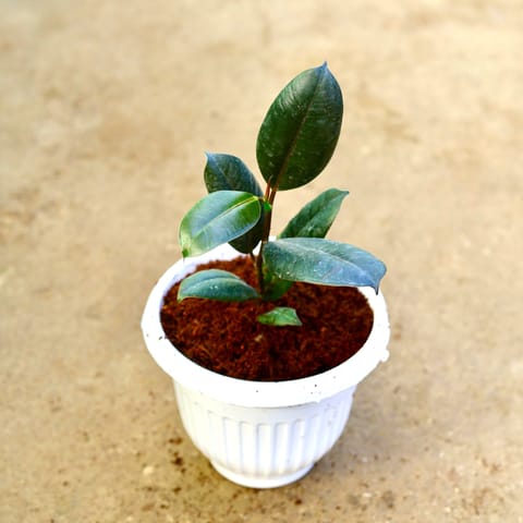 Rubber Black in 8 Inch White Olive Plastic Pot