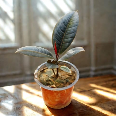 Rubber Plant in 4 Inch Nursery Pot
