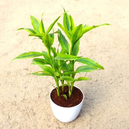 Lucky Bamboo in 4 Inch White Premium Orchid Round Plastic Pot