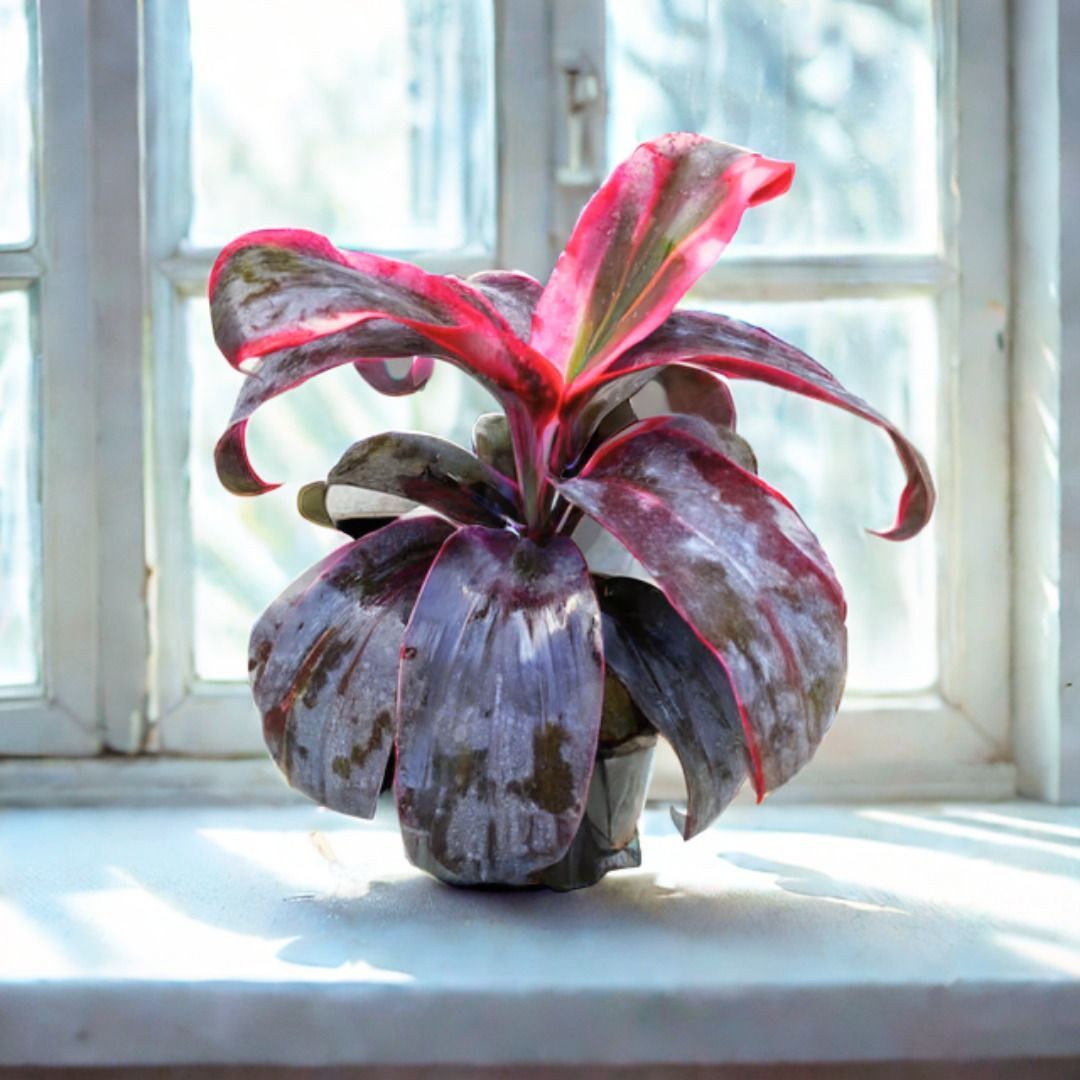 Dracaena Rosea in 6 Inch Nursery Pot