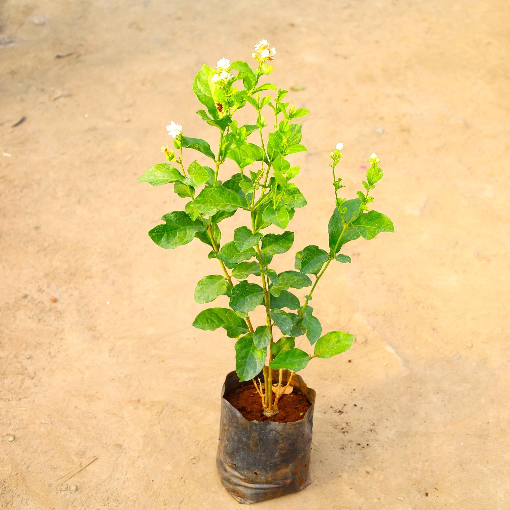 Mogra / Motia Jasmine all time in 6 Inch Nursery Bag