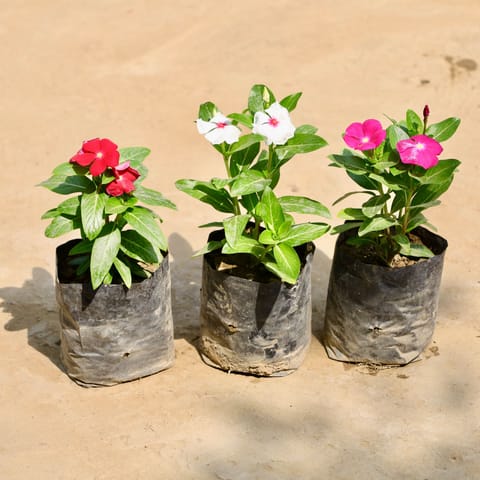 Set of 3 - Periwinkle / Sadabahar / Vinca (Any Colour) in 4 Inch Nursery Bag