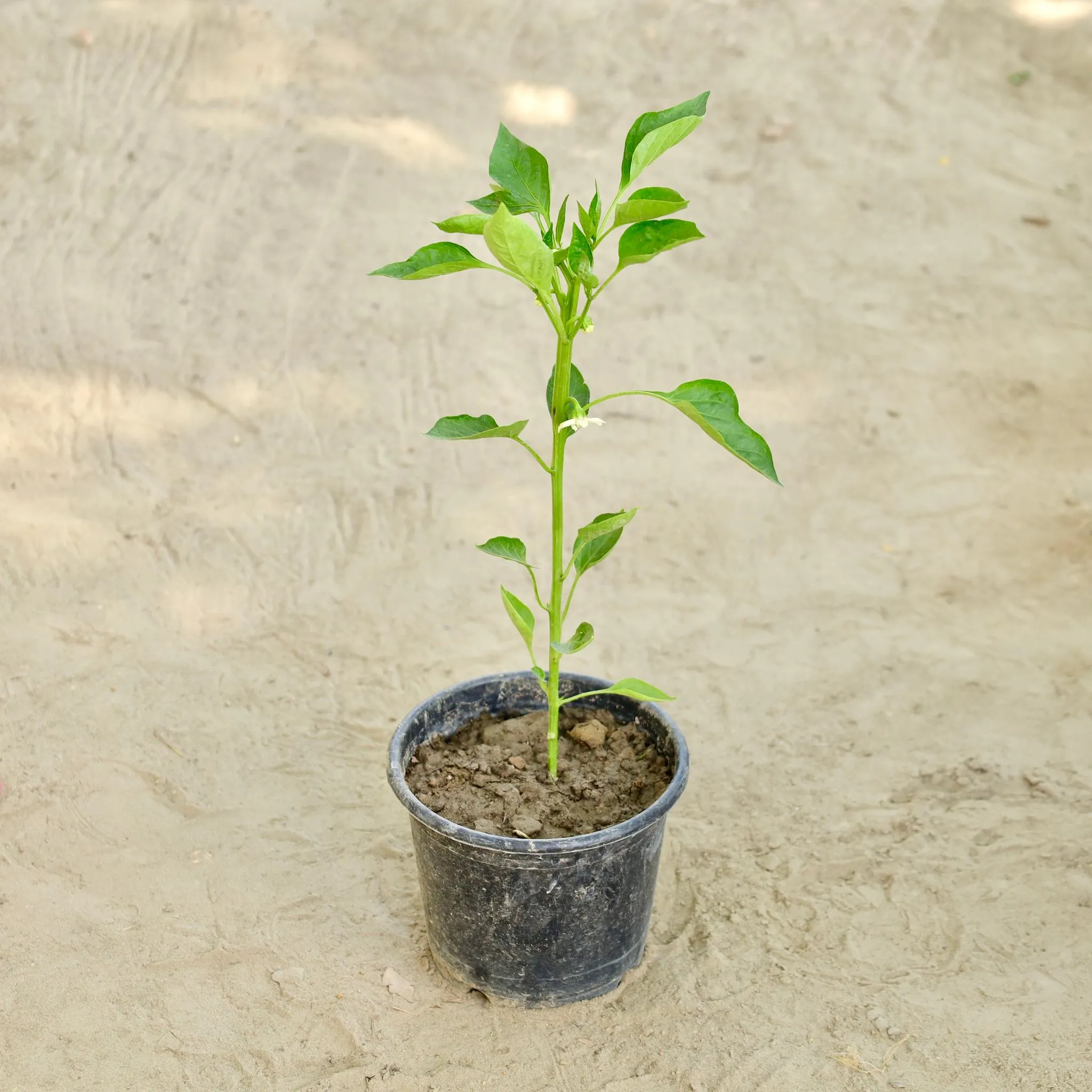 Capsicum / Shimla Mirch  in 6 Inch Nursery Pot