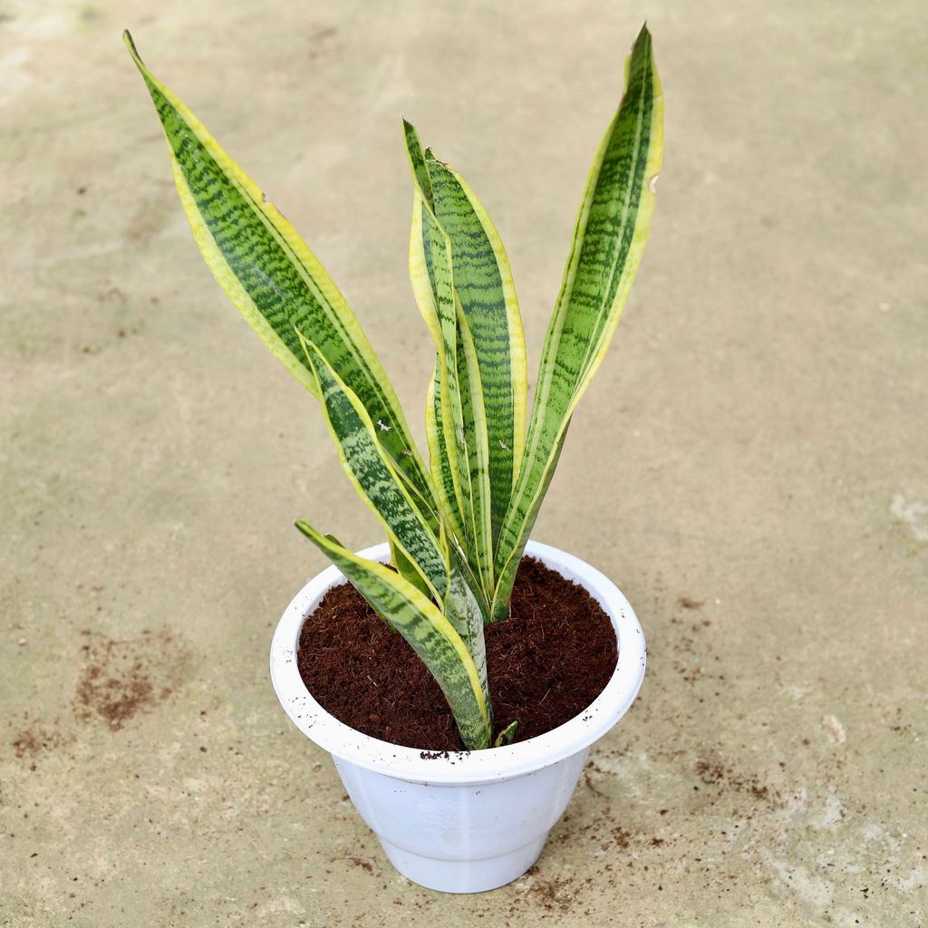 Buy Snake Variegated In 10 Inch Classy White Plastic Pot Online | Urvann.com Snake Long Variegated in 10 Inch Classy White Plastic Pot