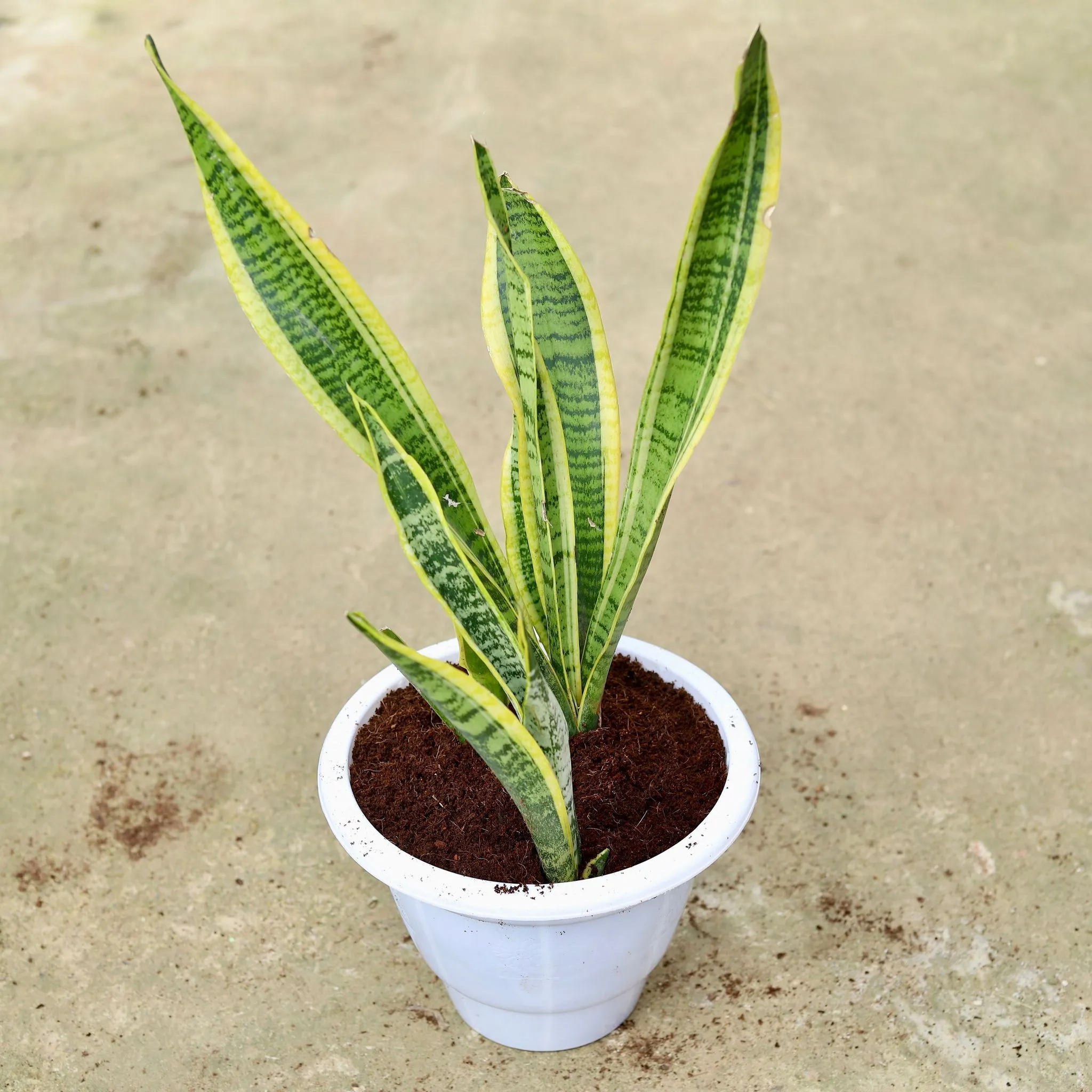 Snake Long Variegated in 10 Inch Classy White Plastic Pot