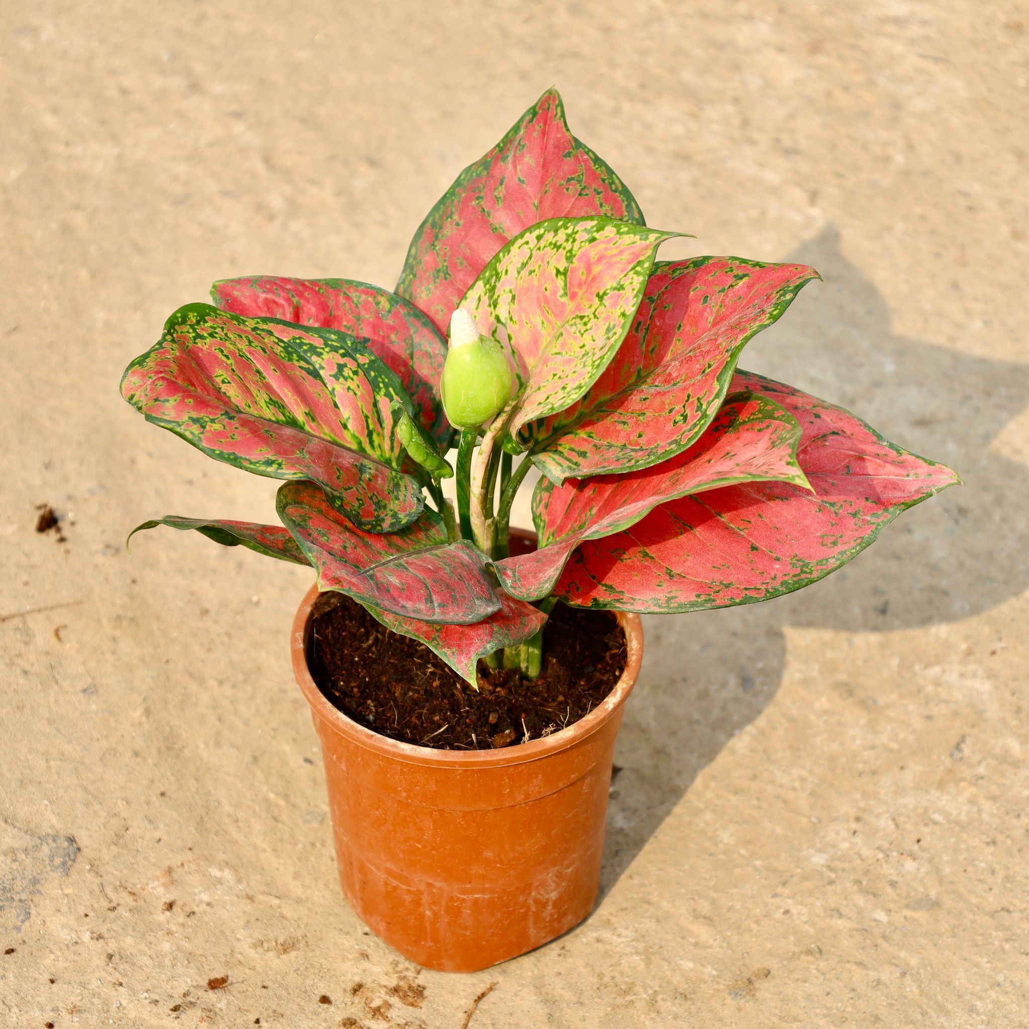 Aglaonema Red in 5 Inch Nursery Pot
