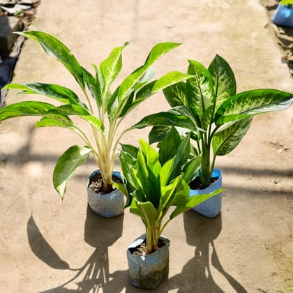 Buy Set of 3 - Aglaonema Dove, Aglaonema Philippica & Dieffenbachia in 7 Inch Nursery bag Online | Urvann.com