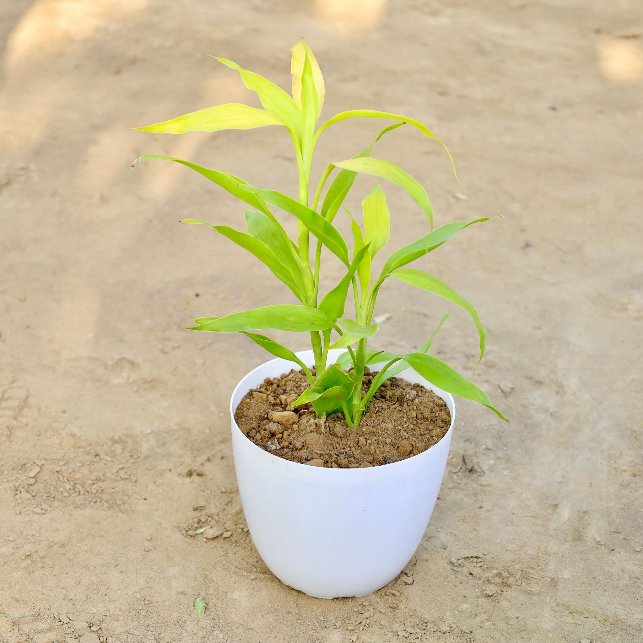 Golden Lucky Bamboo in 6 Inch White Premium Orchid Round Plastic Pot