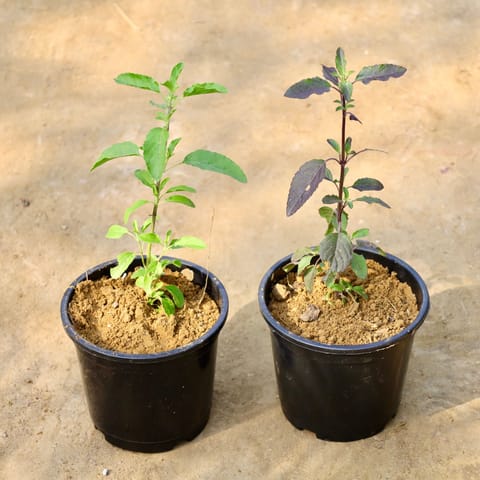 Set of 2 - Rama Tulsi & Shyama Tulsi in 6 Inch Nursery Pot