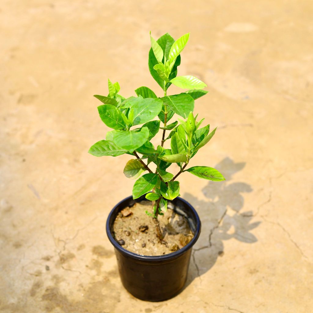 Buy Gandhraj / Gardenia in 6 Inch Nursery Pot Online | Urvann.com Gandhraj / Gardenia in 6 Inch Nursery Pot