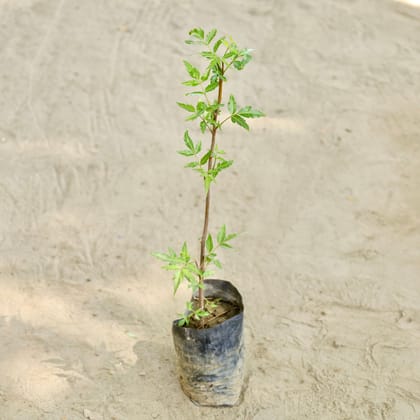 Buy Neem in 4 Inch Nursery bag Online | Urvann.com