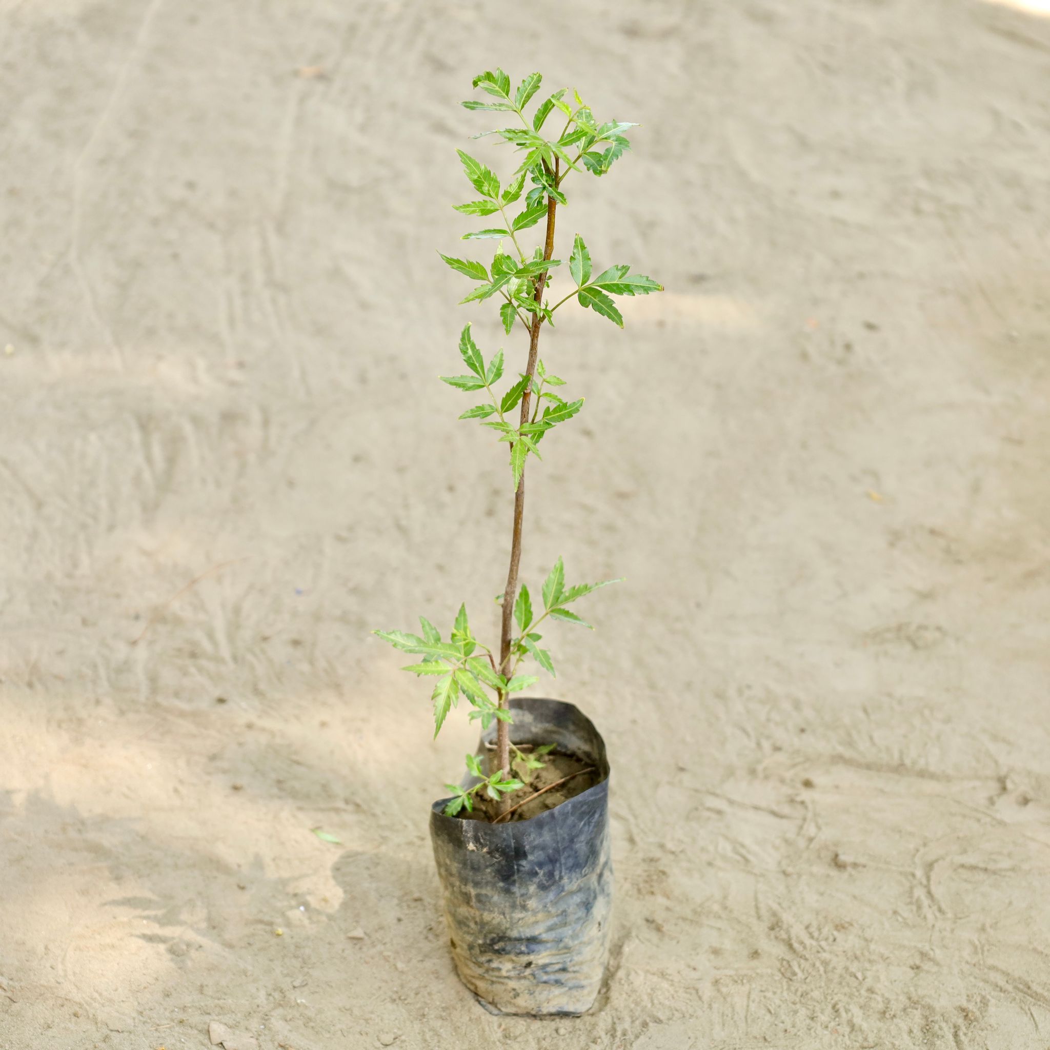 Neem in 4 Inch Nursery bag