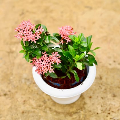 Buy Ixora Pink Dwarf in 6 Inch White Classy Plastic Pot Online | Urvann.com