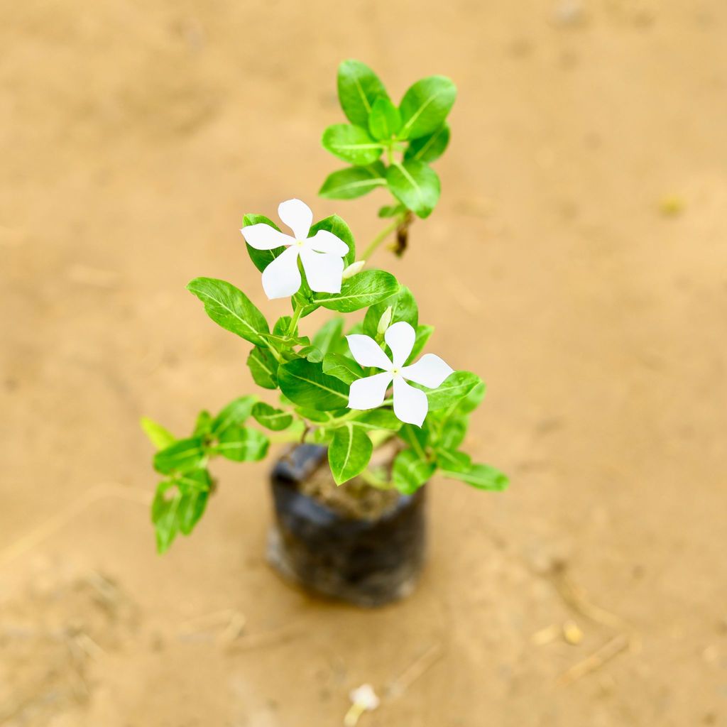 Buy Sadabahar / Periwinkle / Vinca (Desi) (any colour) in 4 Inch Nursery Bag Online | Urvann.com Sadabahar / Periwinkle / Vinca (Desi) (any colour) in 4 Inch Nursery Bag