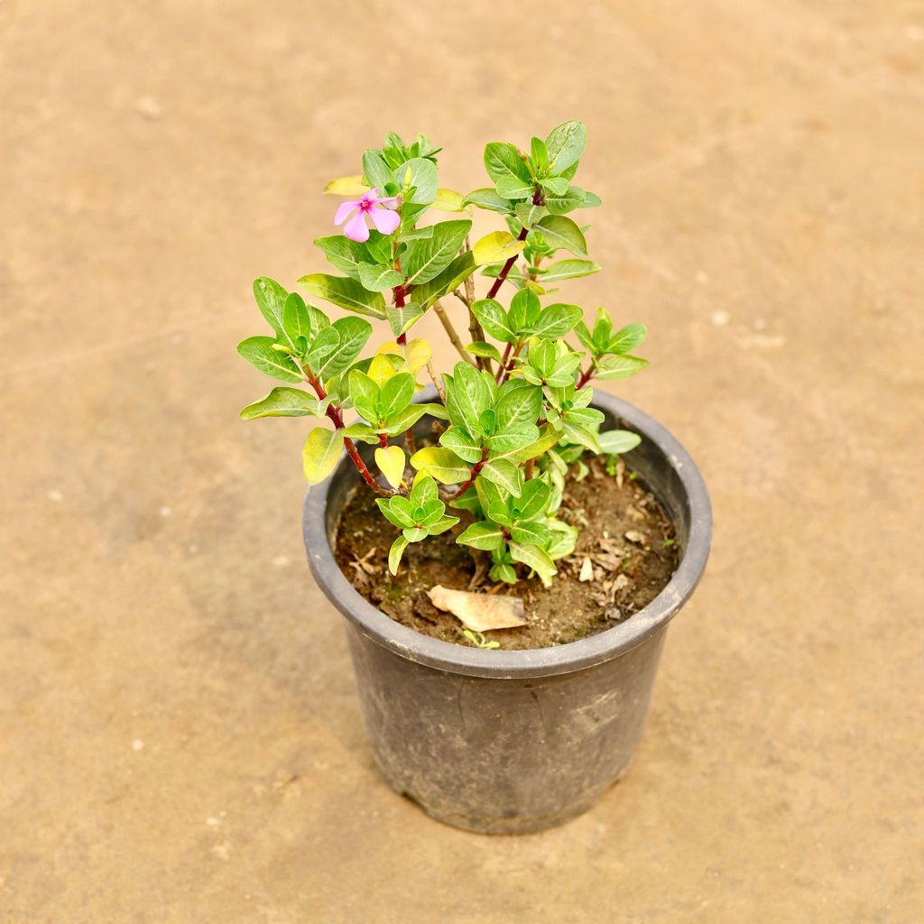 Buy Periwinkle / Sadabahar / Vinca (Any Colour) in 6 Inch Nursery Pot | Urvann.com Periwinkle / Sadabahar / Vinca (Any Colour) in 6 Inch Nursery Pot