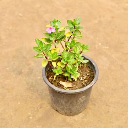 Buy Periwinkle / Sadabahar / Vinca (Any Colour) in 6 Inch Nursery Pot | Urvann.com