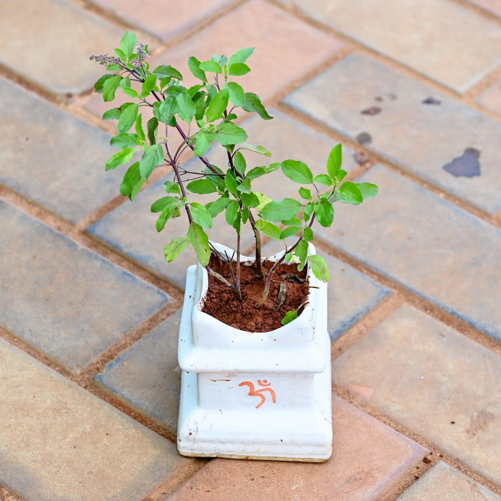Rama Tulsi in 6 X 8 Inch Tulsi Ceramic Planter