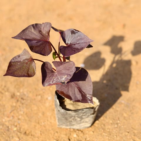 Sweet Potato Vine / Ipomoea Black in 4 Inch Nursery Bag