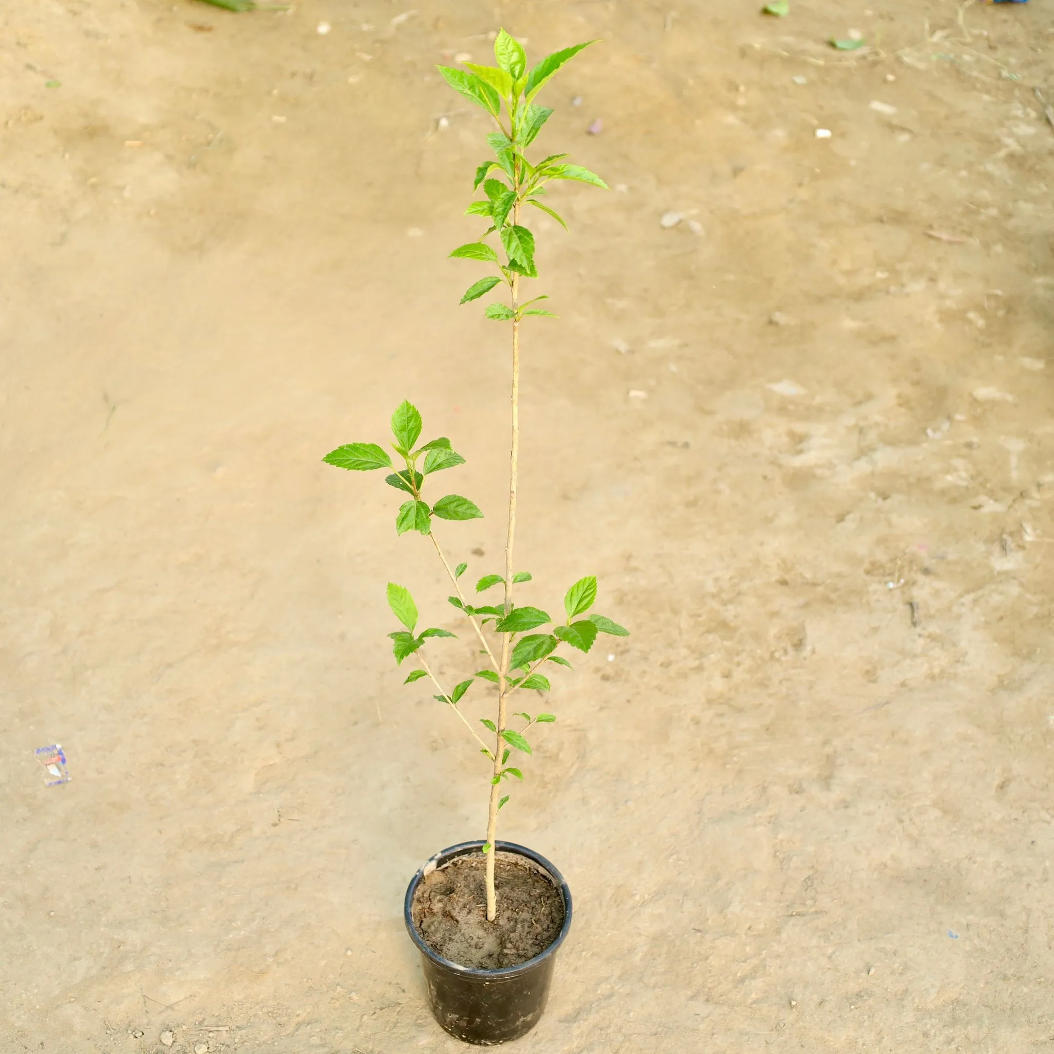 Hibiscus / Gudhal (Any Colour) in 8 Inch Nursery Pot