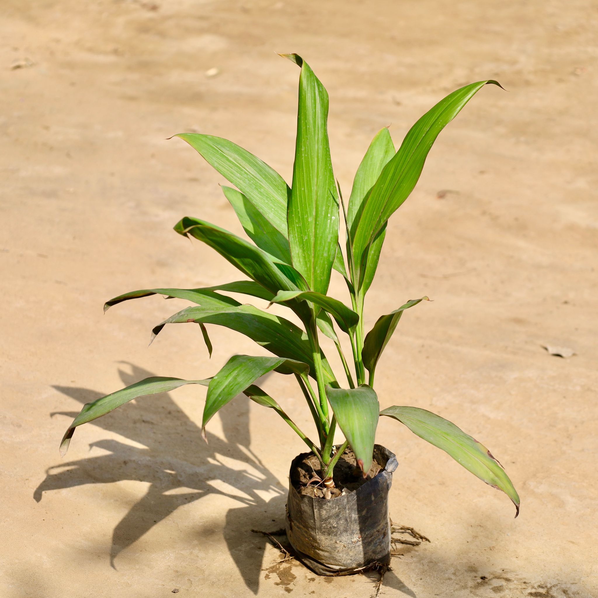 Dracaena Green in 4 Inch Nursery Bag