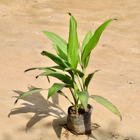 Dracaena Green in 4 Inch Nursery Bag