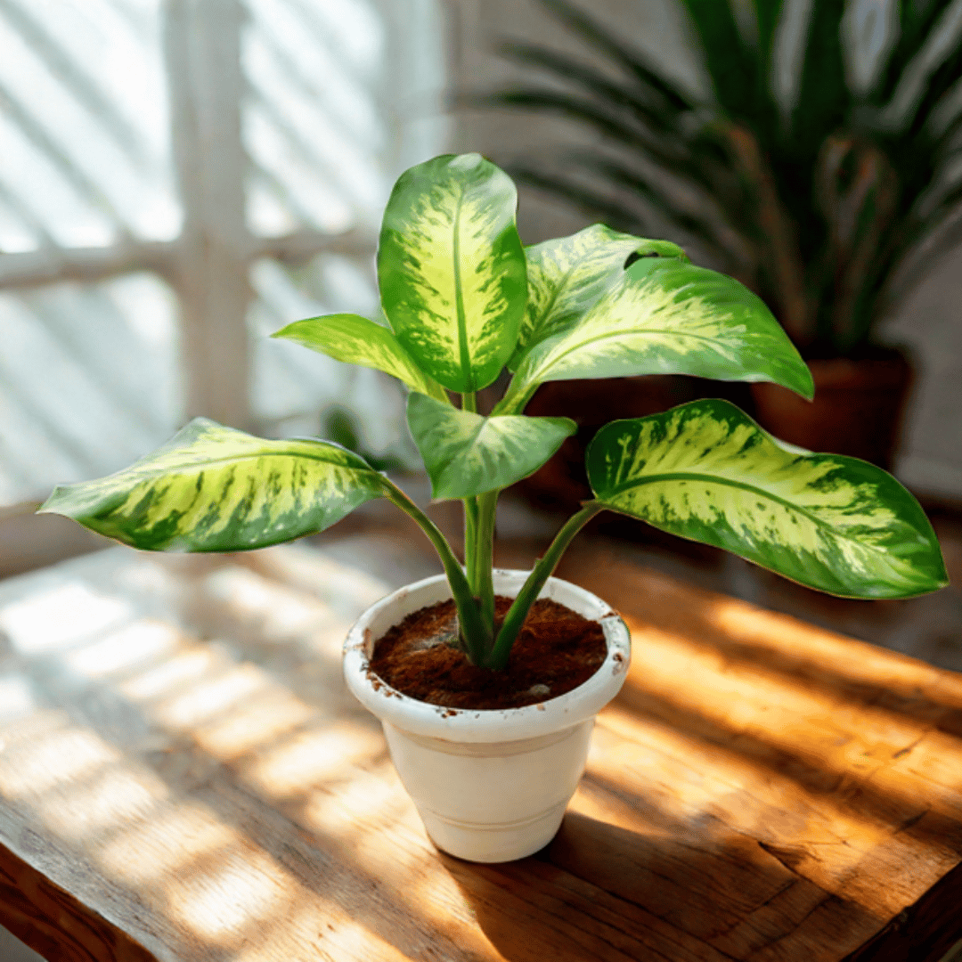 Dieffenbachia Seguine in 8 Inch White Classy Plastic Pot