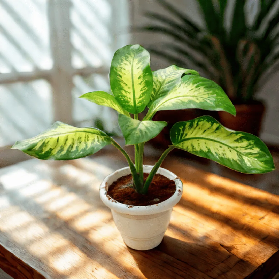 Dieffenbachia Seguine in 8 Inch White Classy Plastic Pot