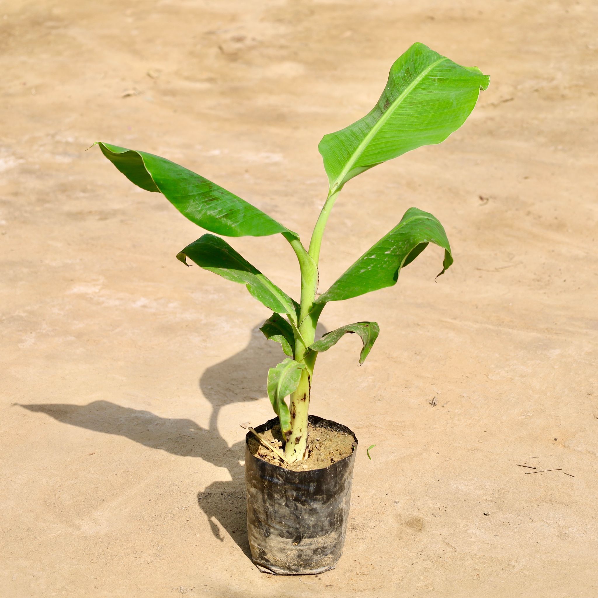 Banana Plant in 6 Inch Nursery Bag