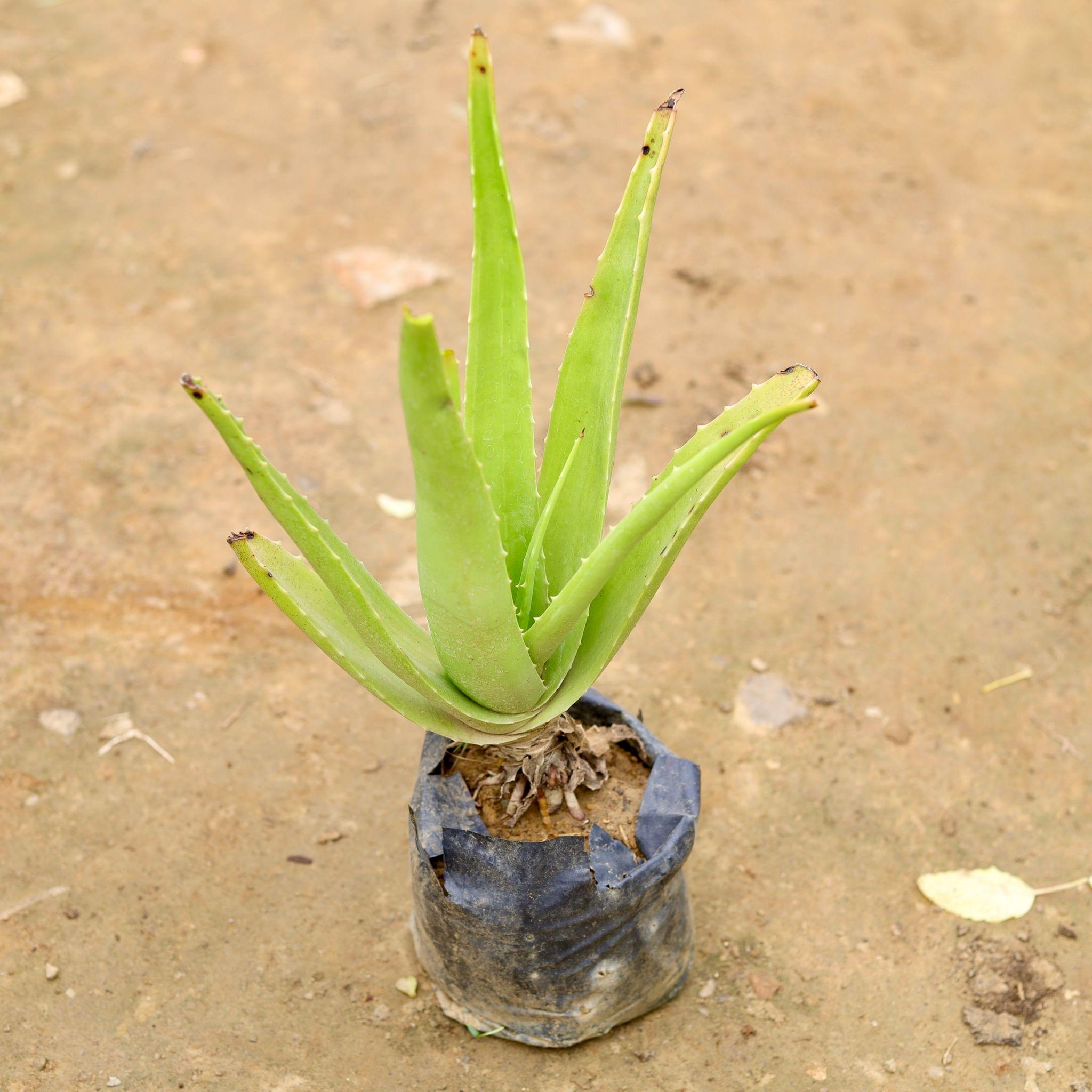 Aloe Vera in 4 Inch Nursery Bag