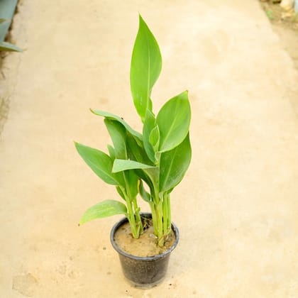 Buy Canna Lily (yellow) in 8 Inch Nursery Pot Online | Urvann.com