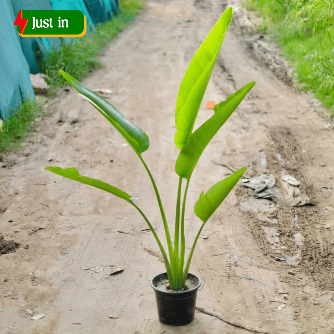 Traveller Palm (~ 5 to 7 Ft) in 14Inch Black Nursery Pot