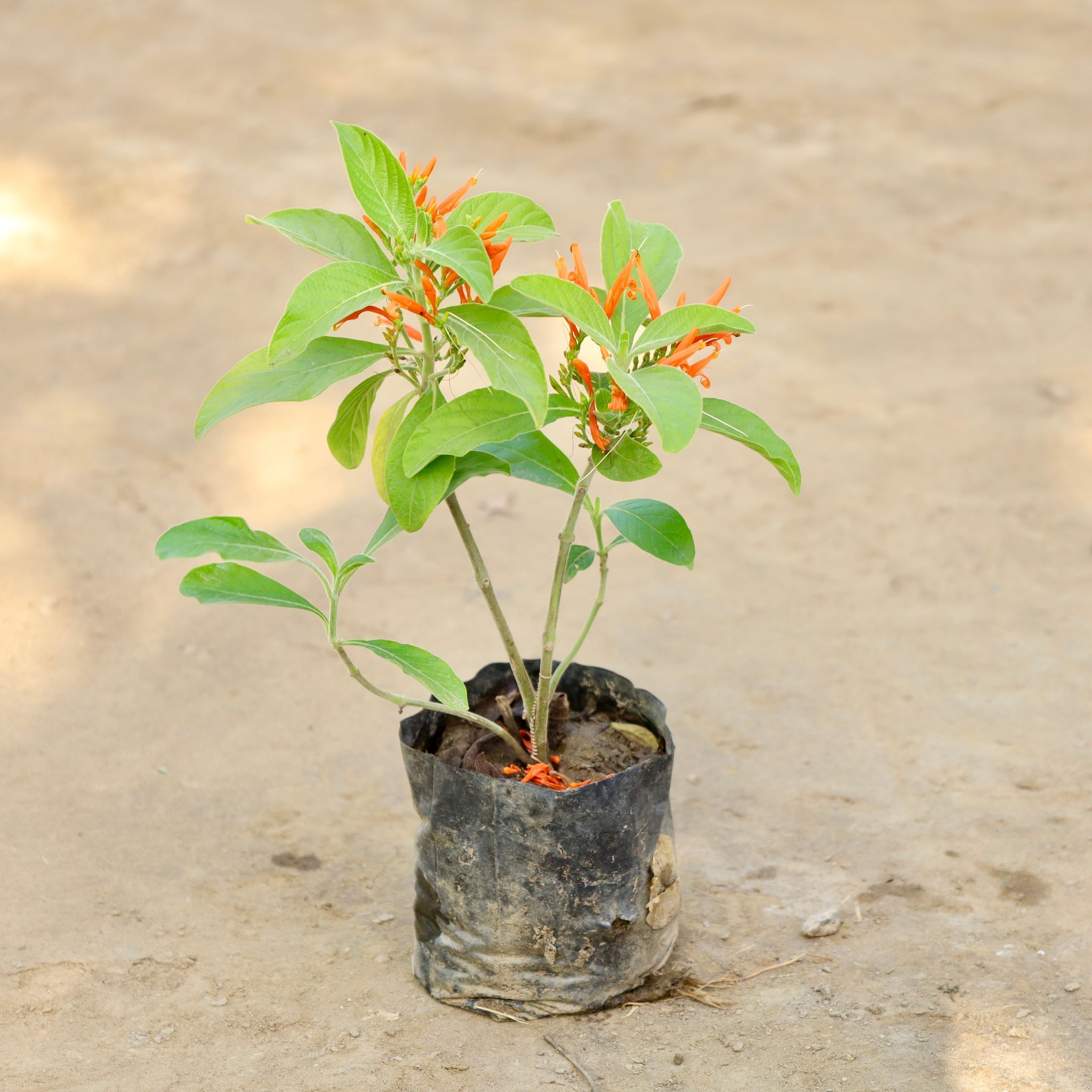 Mexican Honeysuckle (Any Colour) in 4 Inch Nursery bag