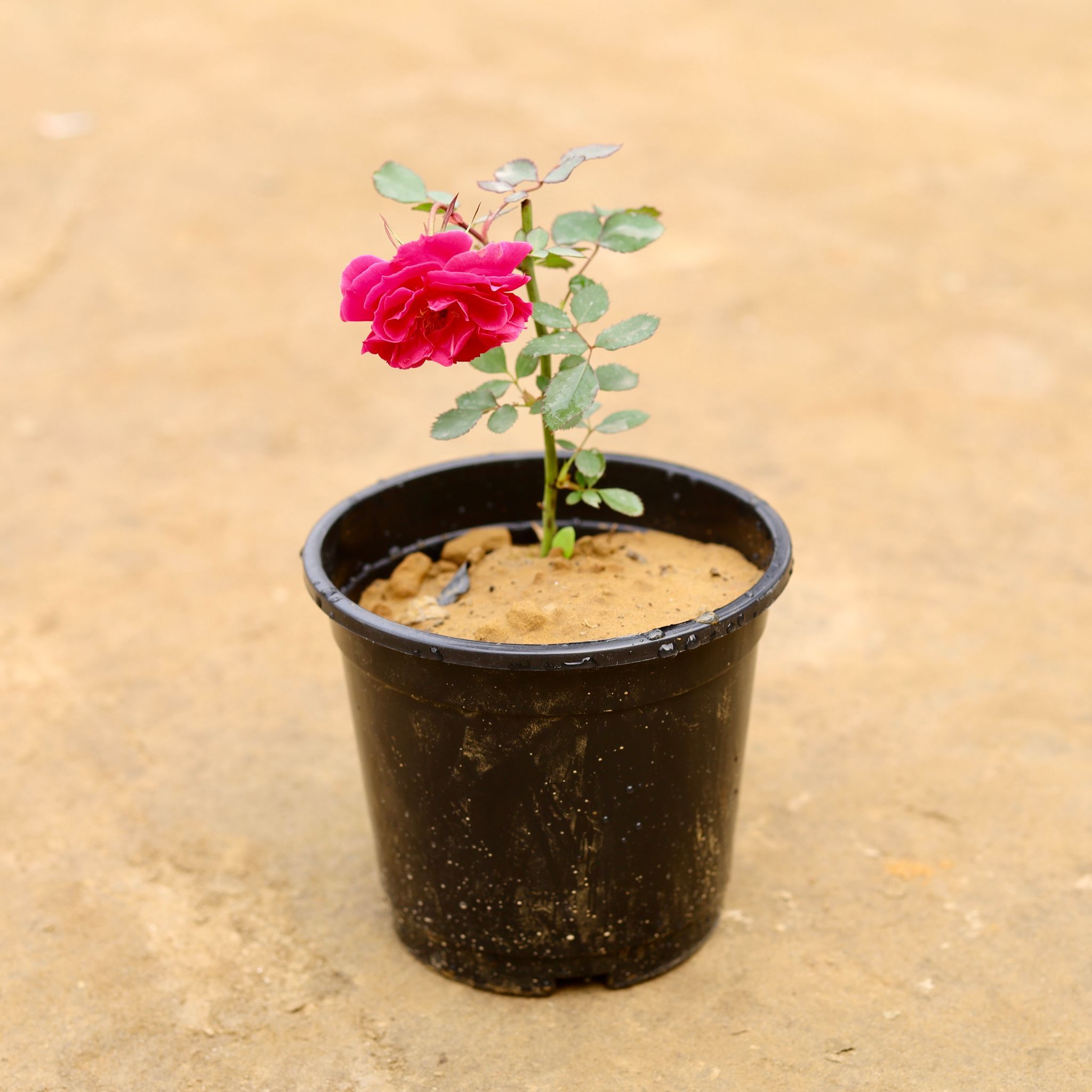Desi Gulab / Rose (Any colour) in 6 Inch Nursery Pot